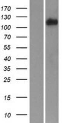 Western Blot: Integrin alpha 3 Overexpression Lysate (Adult Normal) [NBP2-10464] Left-Empty vector transfected control cell lysate (HEK293 cell lysate); Right -Over-expression Lysate for Integrin alpha 3.