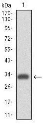 Western Blot: Integrin alpha 4/CD49d Antibody (5C4) [NBP2-37503] - Analysis using ITGA4 mAb against human ITGA4 (AA: 926-978) recombinant protein. (Expected MW is 31.7 kDa)