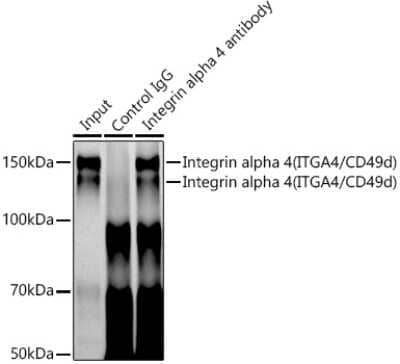 Immunoprecipitation: Integrin alpha 4/CD49d Antibody (8M8C2) [NBP3-16322] - Analysis of 300ug extracts of Jurkat cells using 3ug Integrin alpha 4/CD49d antibody (NBP3-16322). Western blot was performed from the immunoprecipitate using Integrin alpha 4/CD49d antibody (NBP3-16322) at a dilition of 1:500.