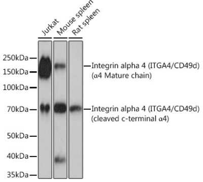 Western Blot: Integrin alpha 4/CD49d Antibody (8M8C2) [NBP3-16322] - Analysis of extracts of various cell lines, using Integrin alpha 4/CD49d (ITGA4/CD49d) Rabbit mAb (NBP3-16322) at 1:1000 dilution. Secondary antibody: HRP Goat Anti-Rabbit IgG (H+L) at 1:10000 dilution. Lysates/proteins: 25ug per lane. Blocking buffer: 3% nonfat dry milk in TBST. Detection: ECL Basic Kit. Exposure time: 3min.