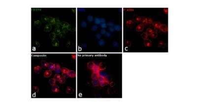 Immunofluorescence: Integrin alpha 4/CD49d Antibody (9F10) [NBP1-43398] - Analysis was performed using 70% confluent log phase MOLT-4 cells.