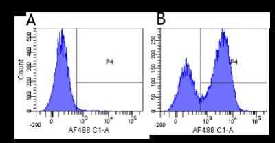 Flow Cytometry: Integrin alpha 4/CD49d Antibody (Natalizumab) - Chimeric [NBP2-75917] - Human lymphocytes were stained with an isotype control (NBP2-52638, panel A) or the rabbit-chimeric version of Natalizumab (NBP2-75917, panel B) at a concentration of 1 ug/ml for 30 mins at RT. After washing, bound antibody was detected using a AF488 conjugated donkey anti-rabbit antibody and cells analysed on a FACSCanto flow-cytometer.