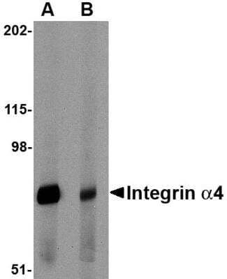 Western Blot: Integrin alpha 4/CD49d Antibody [NBP1-77333] - Rat spleen tissue lysate with Integrin alpha 4 antibody at 1 ug/ml in (A) the absence and (B) the presence of blocking peptide.