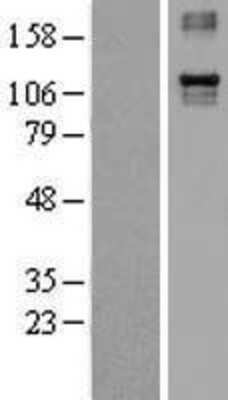 Western Blot Integrin alpha 4/CD49d Overexpression Lysate