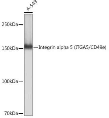 Western Blot: Integrin alpha 5/CD49e Antibody (8F2O6) [NBP3-15645] - Analysis of extracts of A-549 cells, using Integrin alpha 5/CD49e (ITGA5/CD49e) antibody (NBP3-15645) at 1:1000 dilution. Secondary antibody: HRP Goat Anti-Rabbit IgG (H+L) at 1:10000 dilution. Lysates/proteins: 25ug per lane. Blocking buffer: 3% nonfat dry milk in TBST. Detection: ECL Basic Kit. Exposure time: 1s.