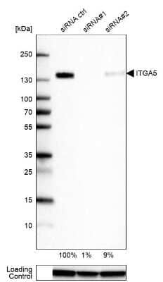 Western Blot: Integrin alpha 5/CD49e Antibody (CL6940) [NBP2-76518] - Analysis in U-87MG ATCC cells transfected with control siRNA, target specific siRNA probe #1 and #2, using Anti-ITGA5 antibody. Remaining relative intensity is presented. Loading control: Anti-GAPDH.