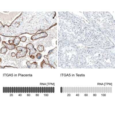 <b>Orthogonal Strategies Validation. </b>Immunohistochemistry-Paraffin: Integrin alpha 5/CD49e Antibody (CL6945) [NBP2-76519] - Analysis in human placenta and testis tissues. Corresponding ITGA5 RNA-seq data are presented for the same tissues.