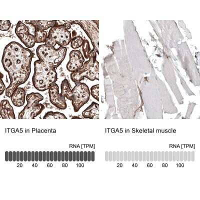 <b>Orthogonal Strategies Validation. </b>Immunohistochemistry-Paraffin: Integrin alpha 5/CD49e Antibody (CL6951) [NBP2-76520] - Analysis in human placenta and skeletal muscle tissues. Corresponding ITGA5 RNA-seq data are presented for the same tissues.