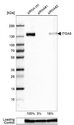 Western Blot: Integrin alpha 5/CD49e Antibody (CL6951) [NBP2-76520] - Analysis in U-87MG ATCC cells transfected with control siRNA, target specific siRNA probe #1 and #2, using Anti-ITGA5 antibody. Remaining relative intensity is presented. Loading control: Anti-GAPDH.