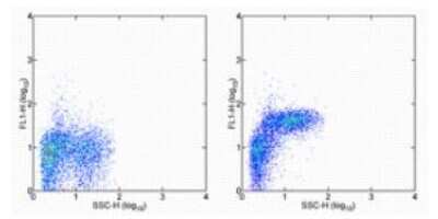 Flow Cytometry: Integrin alpha 5/CD49e Antibody (HMa5-1) [NBP1-43401] - Staining of C57Bl/6 bone marrow cells with 0.5 ug of Armenian Hamster IgG Isotype Control Purified  (left) or 0.5 ug of  Anti-Mouse/Rat CD49e (Integrin alpha 5) Purified (right) followed by Anti-Armenian Hamster IgG FITC
