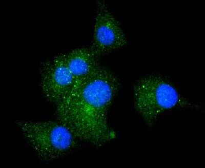 Immunocytochemistry/Immunofluorescence: Integrin alpha 5/CD49e Antibody (JJ08-94) [NBP2-67883] - Staining Integrin alpha 5 in A549 cells (green). The nuclear counter stain is DAPI (blue). Cells were fixed in paraformaldehyde, permeabilised with 0.25% Triton X100/PBS.