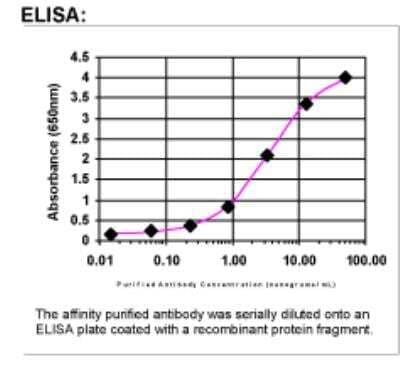 ELISA: Integrin alpha 6/CD49f Antibody [24650002]