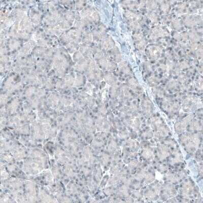 Immunohistochemistry-Paraffin: Integrin alpha 8 Antibody (CL7304) [NBP2-76482] - Staining of human pancreas shows no positivity in exocrine glandular cells as expected.