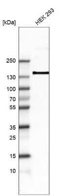 Western Blot: Integrin alpha 8 Antibody (CL7304) [NBP2-76482] - Analysis in human cell line HEK 293.