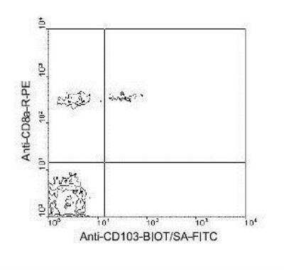 Flow Cytometry: Integrin alpha E/CD103 Antibody (2E7) [FITC] [NBP1-28124] - BALB/c mesenteric lymph node cells were first labeled with Hamster Anti-Mouse CD103-BIOT, and then double-stained with streptavidin-FITC and Rat Anti-Mouse CD8a-R-PE, clone 53-6.7. Small lymphocytes were gated and analyzed on a Flow cytometer