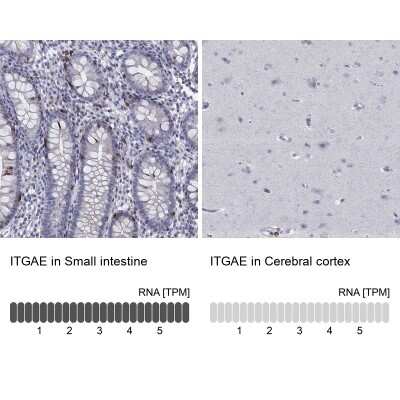 Immunocytochemistry/Immunofluorescence: Integrin alpha E/CD103 Antibody [NBP3-16987] - Analysis in human small intestine and cerebral cortex tissues using Anti-ITGAE antibody. Corresponding ITGAE RNA-seq data are presented for the same tissues.