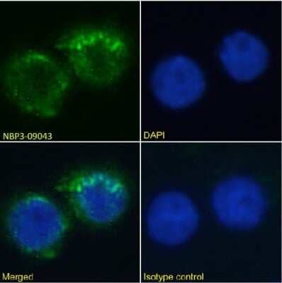 Immunocytochemistry/Immunofluorescence: Integrin alpha L/CD11a Antibody (MHM24) - Chimeric [NBP3-09043] - Immunofluorescence analysis of paraformaldehyde fixed Jurkat cells immobilized on Shi-fix(TM) cover-slips and stained with the chimeric rabbit IgG version of MHM24 (NBP3-09043) at 10 ug/ml followed by Alexa Fluor(R) 488 secondary antibody (2 ug/ml), showing diffuse membrane staining. The nuclear stain is DAPI (blue). Panels show from left-right, top-bottom NBP3-09043, DAPI, merged channels and an isotype control. The isotype control was stained with anti-Fluorescein antibody followed by Alexa Fluor(R) 488 secondary antibody.