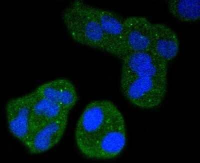 Immunocytochemistry/Immunofluorescence: Integrin alpha L/CD11a Antibody (SC56-01) [NBP2-67551] - Staining CD11a in Hela cells (green). The nuclear counter stain is DAPI (blue). Cells were fixed in paraformaldehyde, permeabilised with 0.25% Triton X100/PBS.
