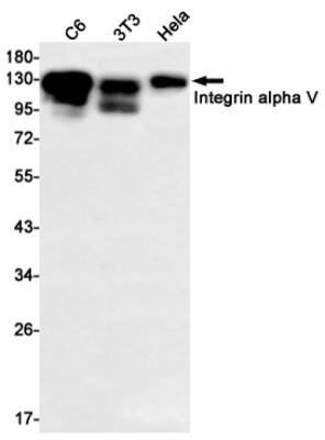 Western Blot: Integrin alpha V/CD51 Antibody (S03-6E3) [NBP3-19510] - Western blot detection of Integrin alpha V/CD51 in C6, 3T3, Hela cell lysates using NBP3-19510 (1:1000 diluted). Predicted band size: 87kDa. Observed band size: 135kDa.