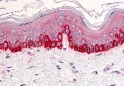 Immunohistochemistry-Paraffin: Integrin beta 1/CD29 Antibody - BSA Free [NB110-55528] - Analysis of anti-Integrin Beta 1 antibody with human skin at concentration 10 ug/ml.