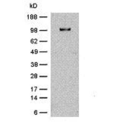 Western Blot: Integrin beta 1/CD29 Antibody (KMI6) [NBP1-43423] - Balb/c spleen cell lysate (3x10e5 cells/lane) was resolved by SDS-PAGE under non-reducing conditions, immunoblotted with 2 ug/mL Anti-Mouse CD29 Purified and revealed with Anti-Rat IgG HRP.