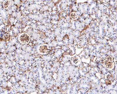 Immunohistochemistry-Paraffin: Integrin beta 1/CD29 Antibody (SA40-08) [NBP2-67291] - Immunohistochemical analysis of paraffin-embedded mouse kidney tissue using anti-Integrin beta 1/CD29 antibody. The section was pre-treated using heat mediated antigen retrieval with Tris-EDTA buffer (pH 8.0-8.4) for 20 minutes. The tissues were blocked i