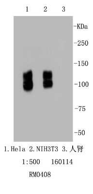 Western Blot: Integrin beta 1/CD29 Antibody (SA40-08) [NBP2-67291] - Analysis of Integrin beta 1 on different cell lysates using anti-Integrin beta 1 antibody at 1/1,000 dilution. Positive control:  Lane 1: Hela  Lane 2: NIH/3T3