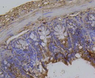 Immunohistochemistry-Paraffin: Integrin beta 1/CD29 Antibody (SR30-03) [NBP2-67312] - Analysis of paraffin-embedded mouse colon tissue using anti-Integrin beta-1 antibody. Counter stained with hematoxylin.