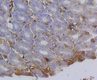 Immunohistochemistry-Paraffin: Integrin beta 1/CD29 Antibody (SR30-03) [NBP2-67312] - Analysis of paraffin-embedded mouse stomach tissue using anti-Integrin beta-1 antibody. Counter stained with hematoxylin.
