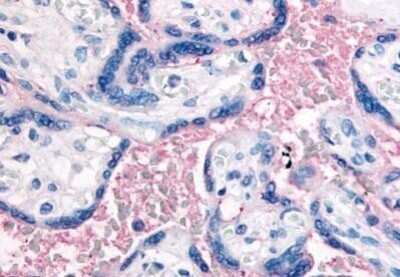 Immunohistochemistry-Paraffin: Integrin beta 3/CD61 Antibody [NB110-55536] - Analysis of anti-CD61 antibody with human placenta, terminal villi, red blood cells at 10 - 20 ug/ml.