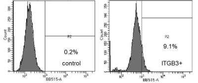 Flow Cytometry: Integrin beta 3/CD61 Antibody (VIPL2) [Alexa Fluor® 488] [NBP1-97563AF488] - SUM159PT cells were stained with Integrin beta 3/CD61 antibody (NB100-64861AF488, 0.5 ug/10^6 cells). Left: unstain; Right: ITGB3 antibody stain. Image from verified customer review.