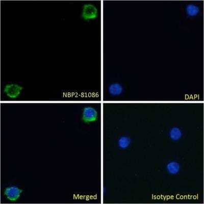 Immunocytochemistry/Immunofluorescence: Integrin beta 7 Antibody (FIB504) [NBP2-81086] - Immunofluorescence staining of fixed human peripheral blood monocytes (PBMs) with Integrin beta 7 Antibody (FIB504) [NBP2-81086]. Immunofluorescence analysis of paraformaldehyde fixed human PBMs on Shi-fix coverslips, permeabilized with 0.15% Triton and stained with the chimeric rabbit IgG version of FIB504 [NBP2-81086] at 10 ug/ml for 1h followed by Alexa Fluor 488 secondary antibody (1 ug/ml), showing memrbane staining. The nuclear stain is DAPI (blue). Panels show from left-right, top-bottom NBP2-81086, DAPI, merged channels and an isotype control. The isotype control was stained with an anti-Fluorescein antibody followed by Alexa Fluor 488 secondary antibody.