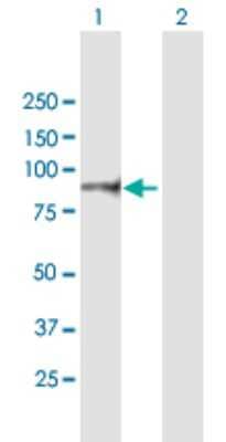 Western Blot: Integrin beta 7 Antibody [H00003695-B01P] - Analysis of ITGB7 expression in transfected 293T cell line by ITGB7 polyclonal antibody.  Lane1:ITGB7 transfected lysate(87.78 KDa). Lane2:Non-transfected lysate.