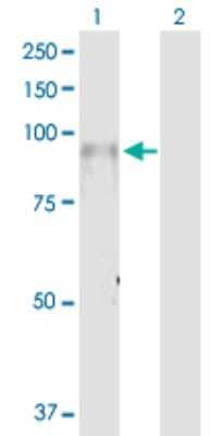 Western Blot: Integrin beta 7 Antibody [H00003695-D01P] - Analysis of ITGB7 expression in transfected 293T cell line by ITGB7 polyclonal antibody.Lane 1: ITGB7 transfected lysate(86.90 KDa).Lane 2: Non-transfected lysate.