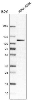 Western Blot: Integrin beta 7 Antibody [NBP1-87412] - Analysis in human cell line RPMI-8226.