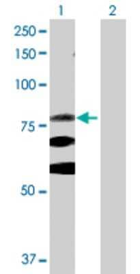 Western Blot: Integrin beta 8 Antibody [H00003696-D01P] - Analysis of ITGB8 expression in transfected 293T cell line by ITGB8 polyclonal antibody.Lane 1: ITGB8 transfected lysate(85.60 KDa).Lane 2: Non-transfected lysate.