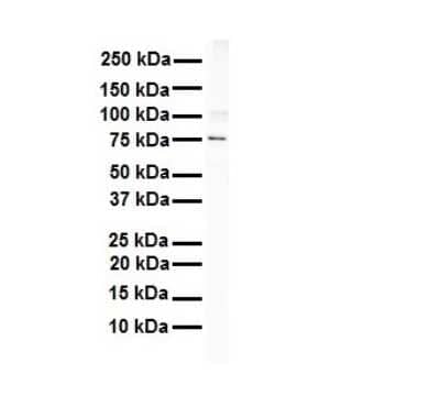 Western Blot: Integrin beta 8 Antibody [NBP1-59269] - Reccomended Titration: 1 ug/mL Sample Type: Human Raji