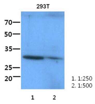 Western Blot: Intelectin-1/Omentin Antibody (6C11) [NBP2-42652] - The lysate of 293T (60ug) were resolved by SDS-PAGE, transferred to PVDF membrane and probed with anti-human Intelectin-1/Omentin antibody(1:250-1:500). Proteins were visualized using a goat anti-mouse secondary antibody conjugated to HRP and an ECL detection system.