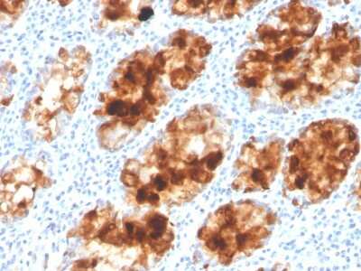 Immunohistochemistry-Paraffin: Intelectin-1/Omentin Antibody (ITLN1/4063) [NBP3-08523] - Formalin-fixed, paraffin-embedded human colon stained with Intelectin-1/Omentin Mouse Monoclonal Antibody (ITLN1/4063).