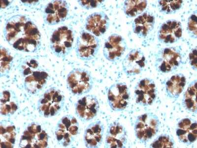Immunohistochemistry-Paraffin: Intelectin-1/Omentin Antibody (ITLN1/4064) [NBP3-08606] - Formalin-fixed, paraffin-embedded human colon stained with Intelectin-1/Omentin Mouse Monoclonal Antibody (ITLN1/4064).