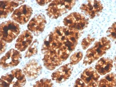 Immunohistochemistry-Paraffin: Intelectin-1/Omentin Antibody (ITLN1/4065) [NBP3-08607] - Formalin-fixed, paraffin-embedded human colon stained with Intelectin-1/Omentin Mouse Monoclonal Antibody (ITLN1/4065).