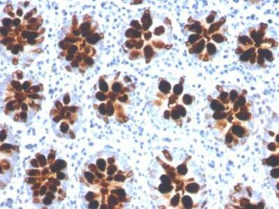 Immunohistochemistry-Paraffin: Intelectin-1/Omentin Antibody (ITLN1/4066) [NBP3-08608] - Formalin-fixed, paraffin-embedded human colon stained with Intelectin-1/Omentin Mouse Monoclonal Antibody (ITLN1/4066).