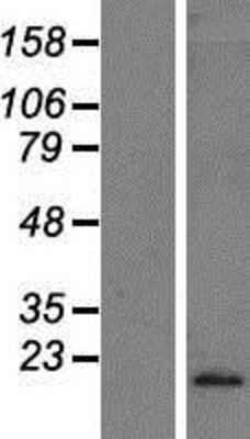 Western Blot IFN-alpha C/IFN-alpha 10 Overexpression Lysate