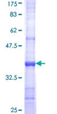 SDS-Page: Recombinant Human IFN-alpha K GST (N-Term) Protein [H00003443-Q01] - 12.5% SDS-PAGE Stained with Coomassie Blue.