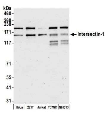 Western Blot: Intersectin 1 Antibody [NBP1-71832] - Detection of human and mouse Intersectin-1 by western blot. Samples: Whole cell lysate (15 ug) from HeLa, HEK293T, Jurkat, TCMK-1, and NIH 3T3 cells prepared using NETN lysis buffer. Antibody: Affinity purified Rabbit anti-Intersectin-1 antibody NBP1-71832 used for WB at 0.1 ug/ml. Detection: Chemiluminescence with an exposure time of 30 seconds.Previous