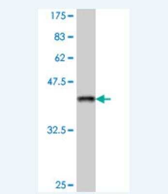 Western Blot: Intersectin 2 Antibody [H00050618-A01] - Detection against Immunogen (37.22 KDa) .