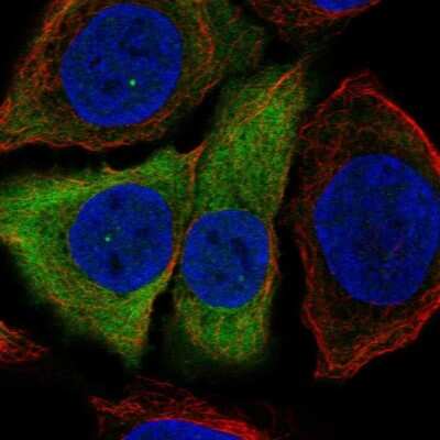 <b>Orthogonal Strategies Validation. </b>Immunocytochemistry/Immunofluorescence: Involucrin Antibody [NBP2-33742] - Staining of human cell line HaCaT shows localization to nuclear bodies, cytosol & centrosome. Antibody staining is shown in green.