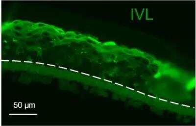 Immunohistochemistry-Paraffin: Involucrin Antibody [NBP2-33742] - Reconstructed human epidermis tissues are embedded in paraffin. Antigen retrieval: citrate. Antibody dilution: 1:100. IHC-P image submitted by a verified customer review.