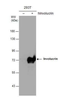 Western Blot: Involucrin Antibody [NBP2-16981] - Non-transfected (negative) and transfected (+) 293T whole cell extracts (30 ug) were separated by 7.5% SDS-PAGE, and the membrane was blotted with Involucrin antibody [N1N2], N-term diluted at 1:1000.