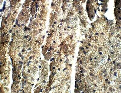 Immunohistochemistry-Paraffin: Irisin/FNDC5 Antibody [NBP3-12317] - Mouse Heart. 1:100 dilution in IHC blocking buffer. DAB (brown) staining and Hematoxylin Qs (blue) counterstain. 40X magnification.